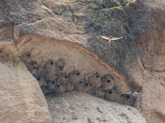 Petrochelidon pyrrhonota melanogaster