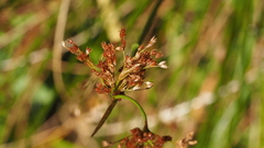 Juncus balticus ater