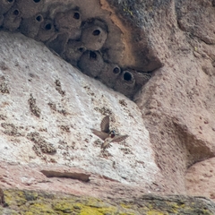 Petrochelidon pyrrhonota melanogaster