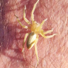 Micrommata virescens