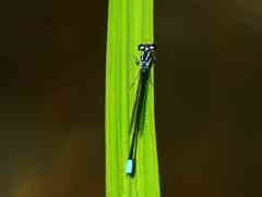 Acanthagrion indefensum