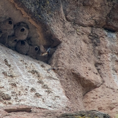 Petrochelidon pyrrhonota melanogaster