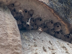 Petrochelidon pyrrhonota melanogaster