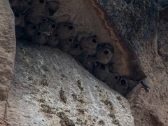 Petrochelidon pyrrhonota melanogaster