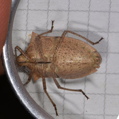 Euschistus variolarius