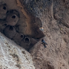 Petrochelidon pyrrhonota melanogaster