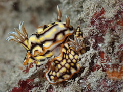 Hypselodoris jacksoni