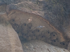 Petrochelidon pyrrhonota melanogaster