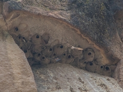 Petrochelidon pyrrhonota melanogaster