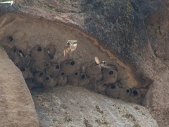 Petrochelidon pyrrhonota melanogaster