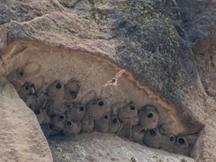 Petrochelidon pyrrhonota melanogaster