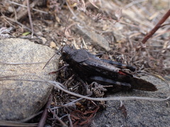 Bryodemella tuberculata
