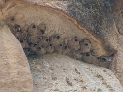 Petrochelidon pyrrhonota melanogaster