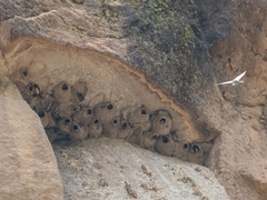 Petrochelidon pyrrhonota melanogaster