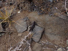 Bryodemella tuberculata