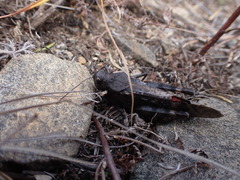 Bryodemella tuberculata