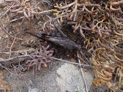 Bryodemella tuberculata