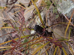 Bryodemella tuberculata