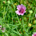 Hemp-leaved Mallow - Photo (c) bathyporeia, some rights reserved (CC BY-NC-ND)