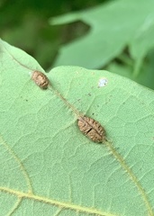 Dasineura communis