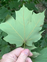 Dasineura communis