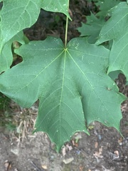 Dasineura communis