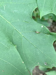 Dasineura communis
