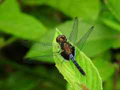Erythrodiplax laurentia