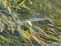 Rhionaeschna absoluta