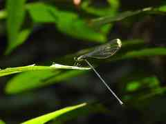 Microstigma anomalum