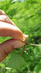 Dictyanthus sepicola
