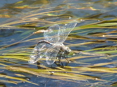 Rhionaeschna absoluta
