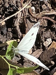 Pieris