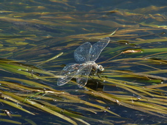 Rhionaeschna absoluta