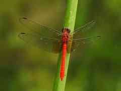 Rhodopygia cardinalis