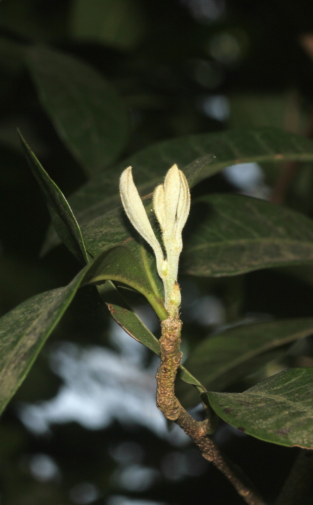 Xantolis tomentosa (Xantolis tomentosa)