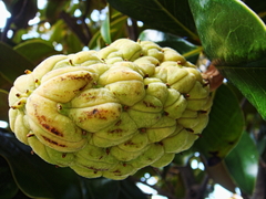 Magnolia grandiflora
