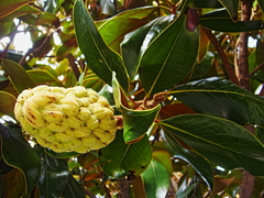 Magnolia grandiflora
