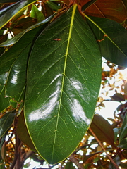 Magnolia grandiflora