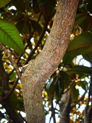 Magnolia grandiflora