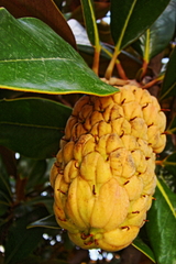 Magnolia grandiflora