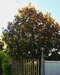 Magnolia grandiflora