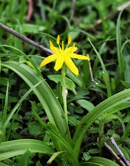 Hypoxis aurea
