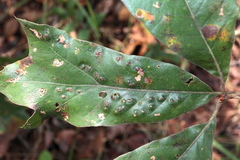 Callirhytis bipapillata