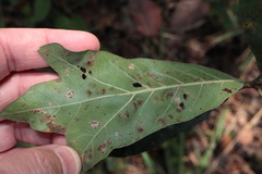 Callirhytis bipapillata