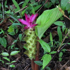 Curcuma pseudomontana