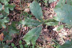 Callirhytis bipapillata