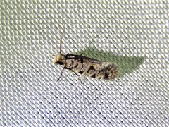 Amydria margoriella