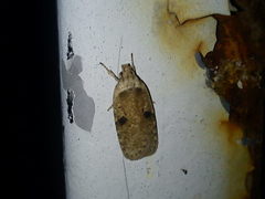 Agonopterix propinquella