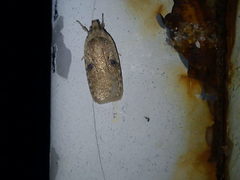 Agonopterix propinquella